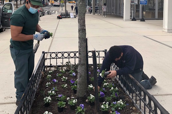 Two Manhattanville Grounds people are planting flowers at a tree pit outside of Jerome L. Greene Science Center.