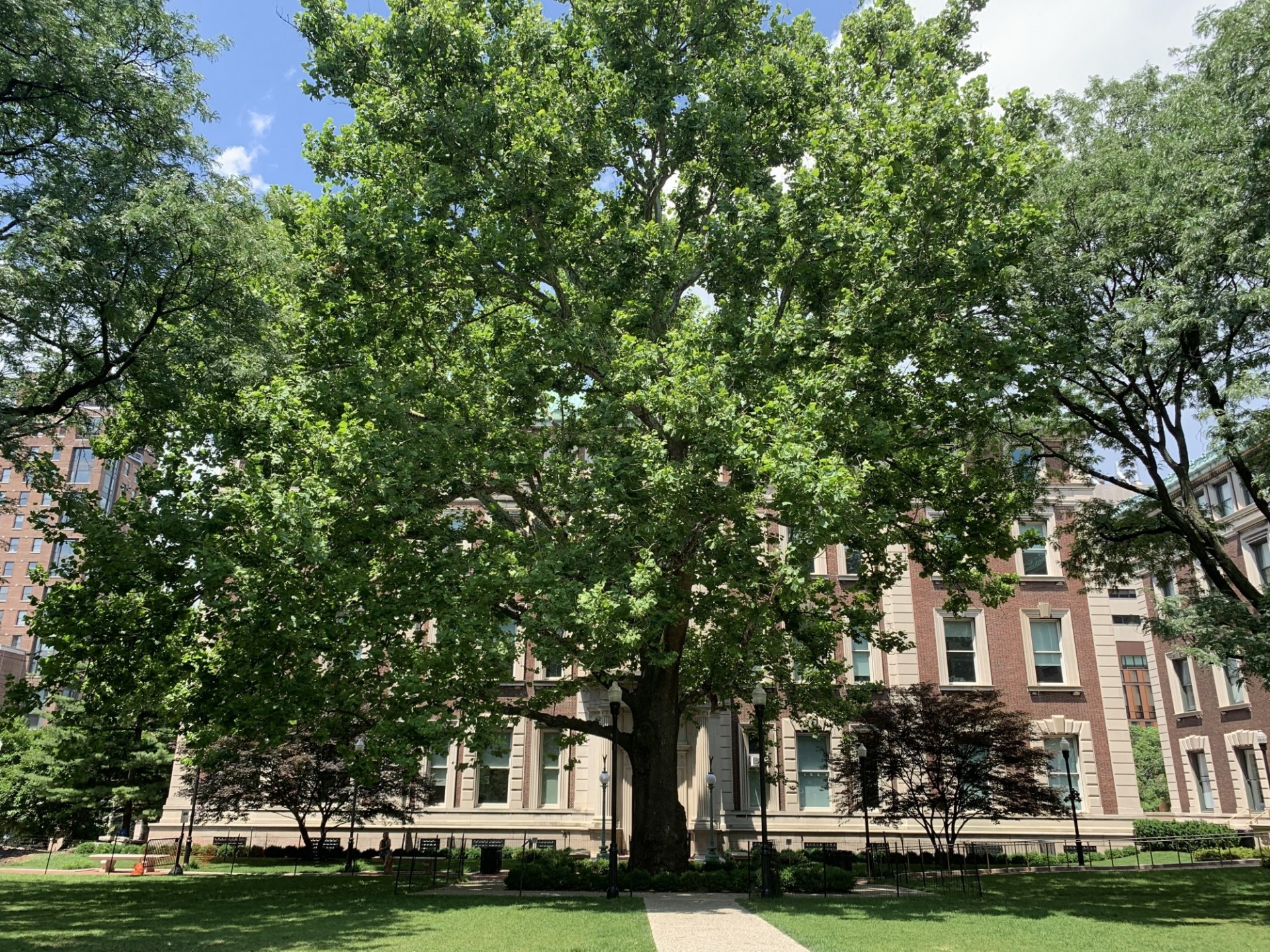 A large sycamore tree in front of the Mathematics building.