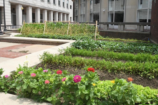 Flowers and vegetables grow in a garden behind Uris Hall