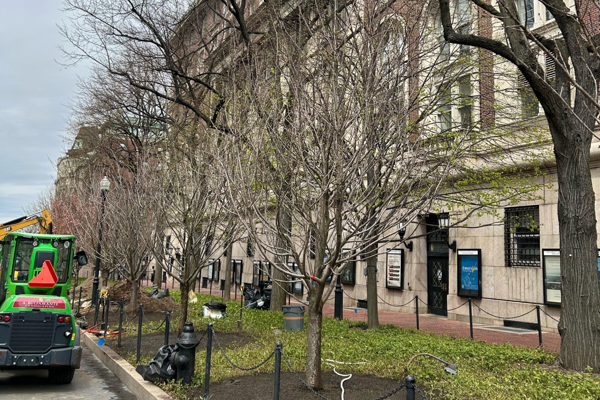 A row of newly planted cherry tries line College Walk.