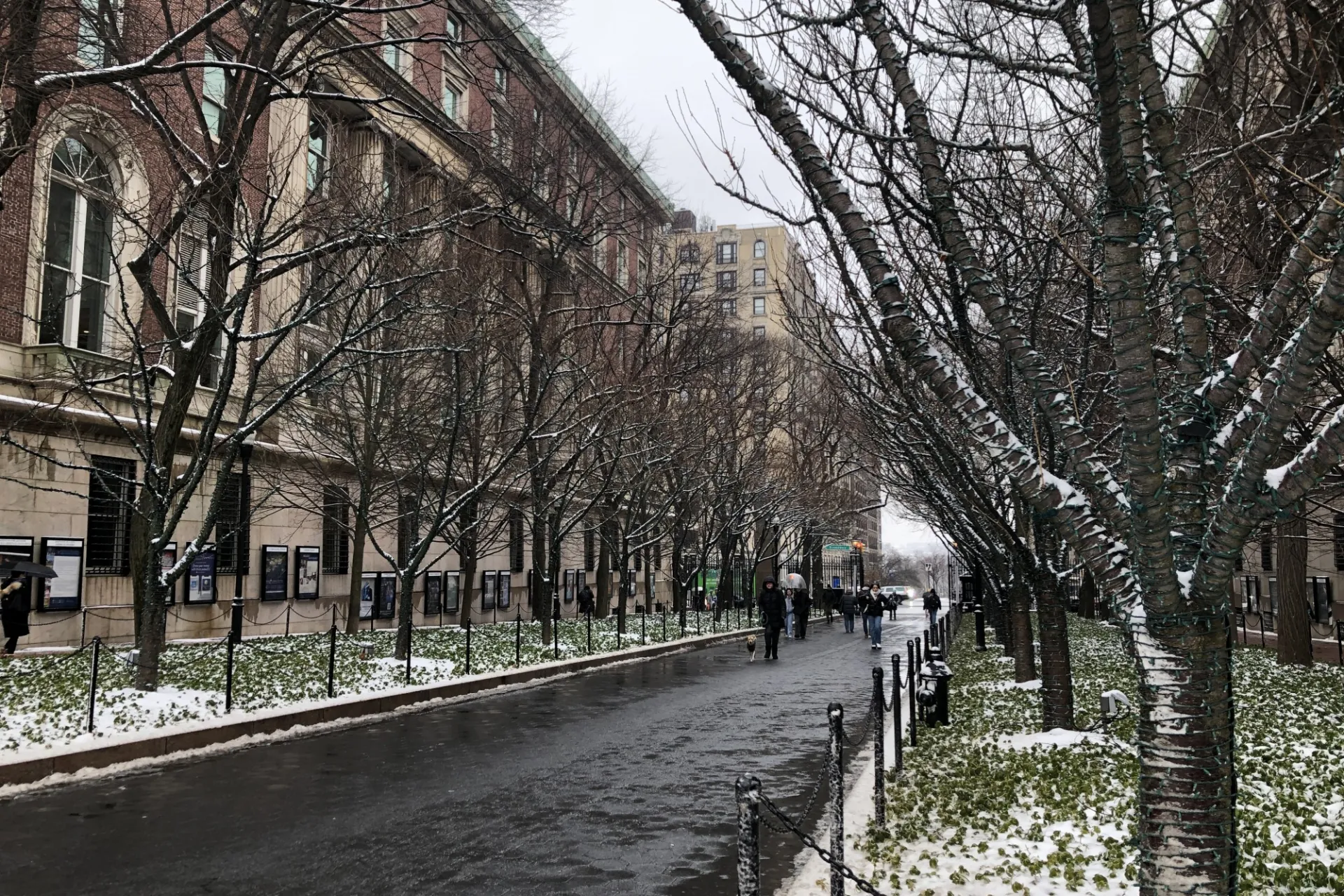 A view of College Walk during the winter time with some snow dusting the tree pits.