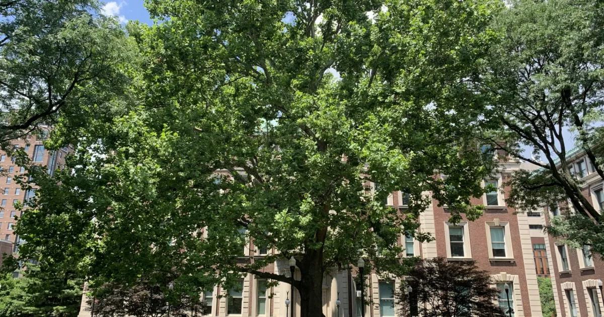 Columbia Magazine Profiles the Grounds Team's Efforts to Protect ...